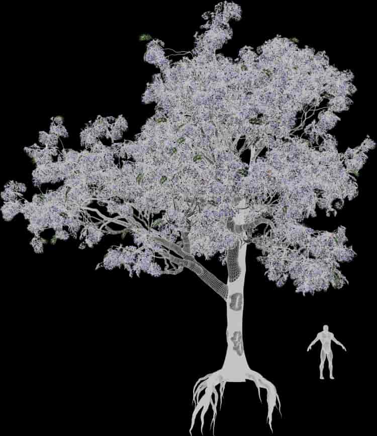 Jacaranda Tree | Cosmos by Leartes