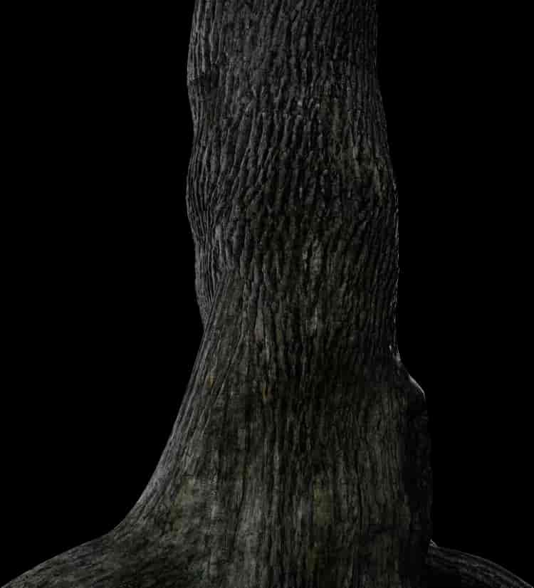 Jacaranda Tree | Cosmos by Leartes