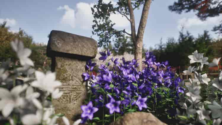 Image 25
