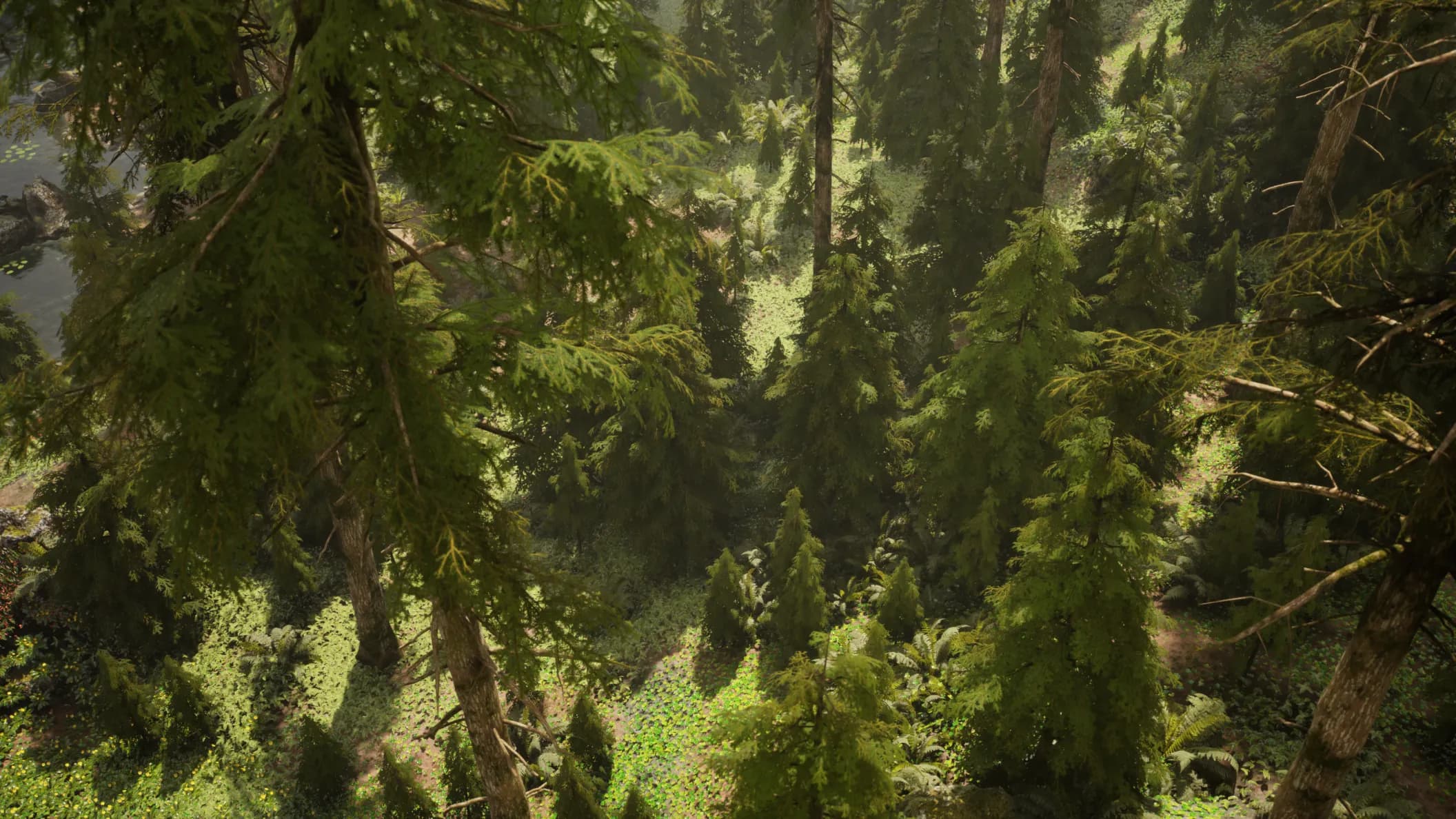 Dense hemlock canopy from above with misty atmosphere and layered evergreen branches