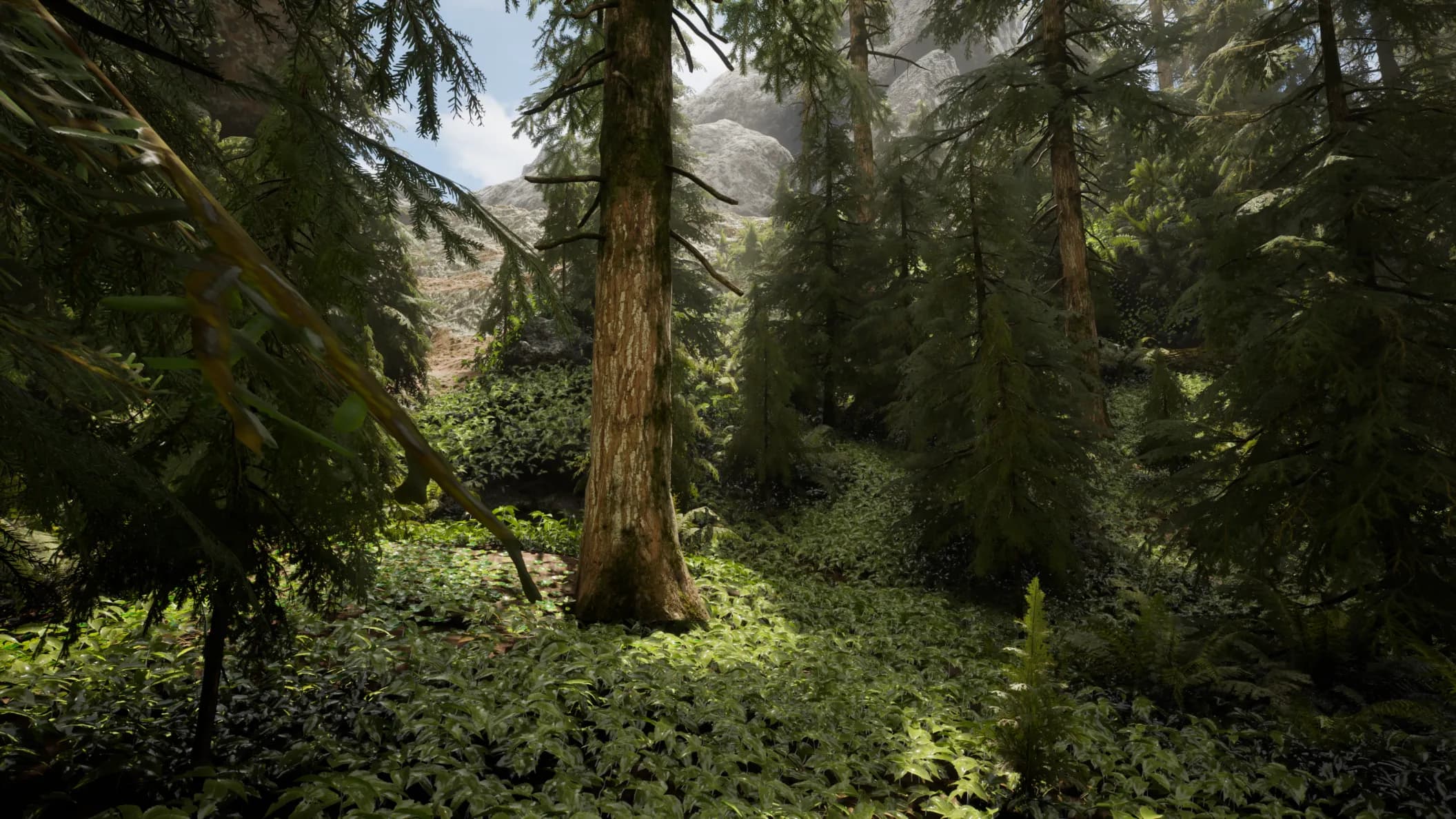 Old-growth hemlock forest floor with towering trunks, ferns and soft dappled light
