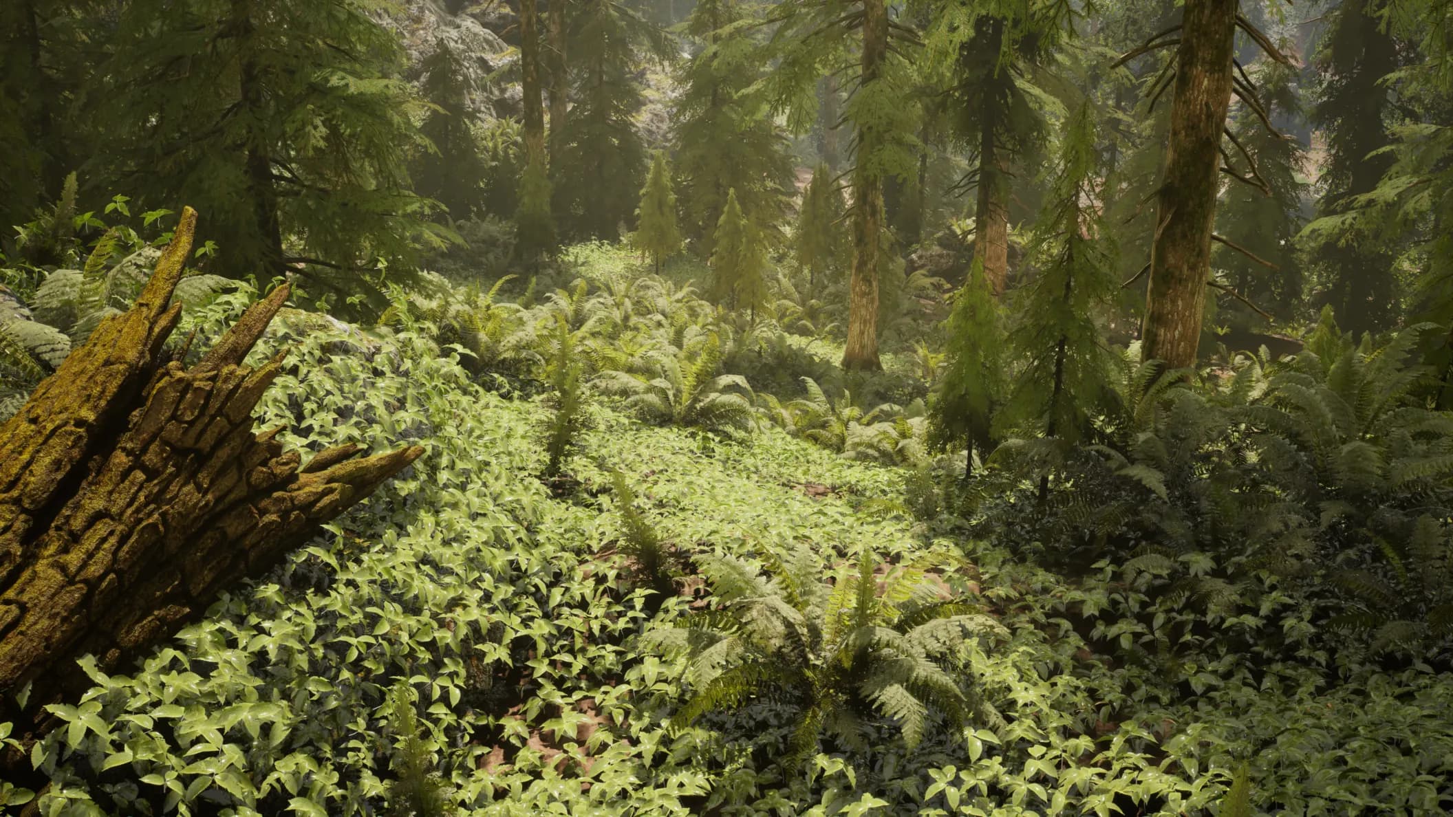 Ancient hemlock grove with weathered stump, dense ferns and misty evergreen backdrop