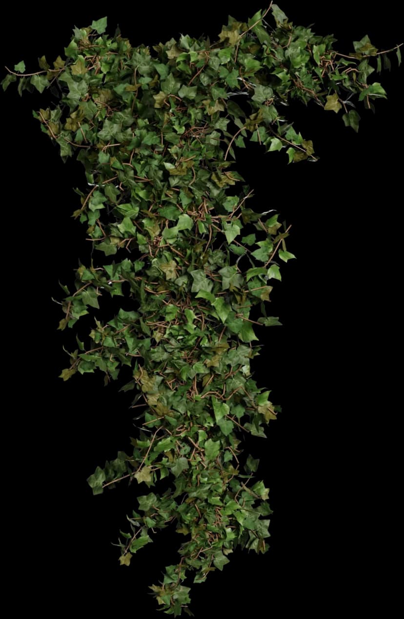 European Ivy - Hedera helix