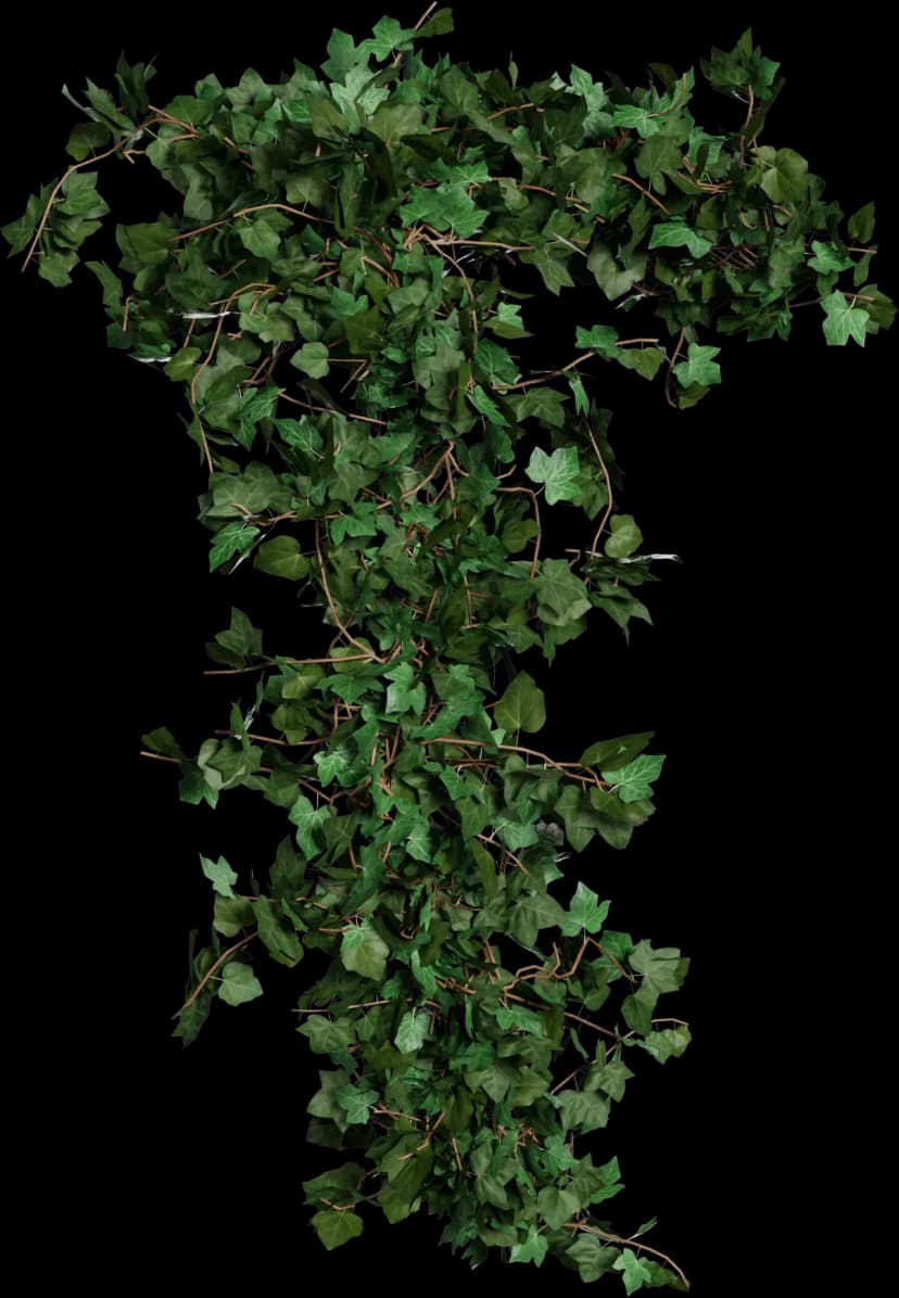 European Ivy - Hedera helix