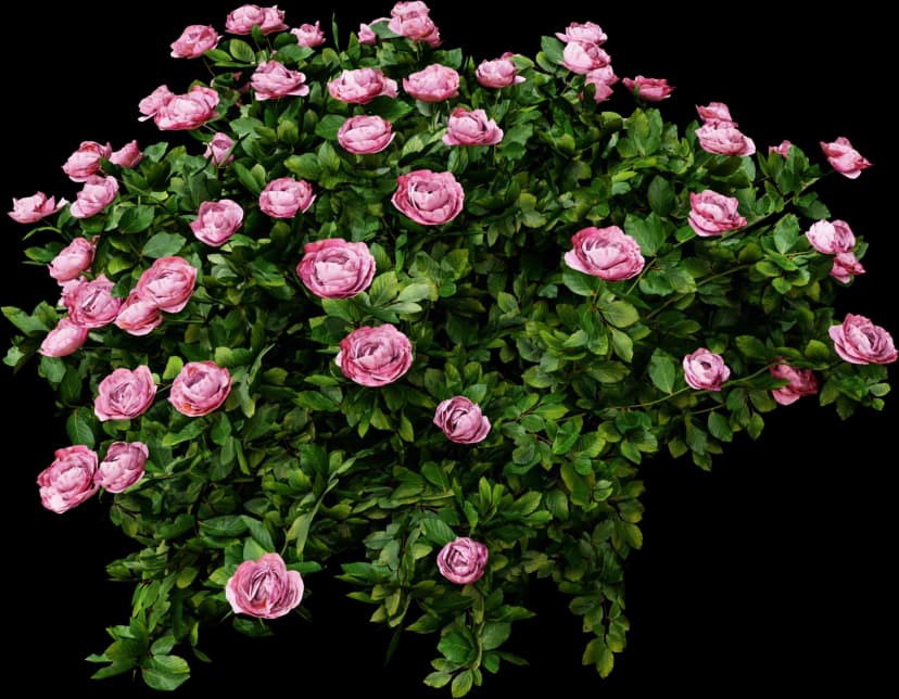 Pink Rose Bush