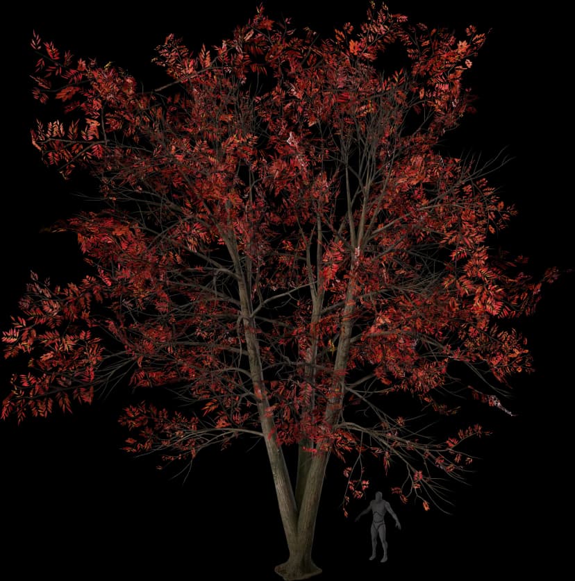 Sourwood Tree