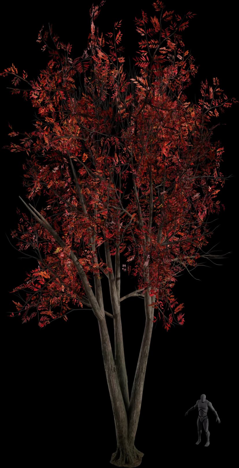 Sourwood Tree