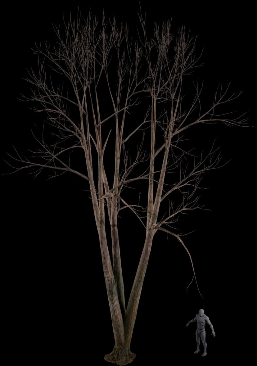 Sourwood Tree
