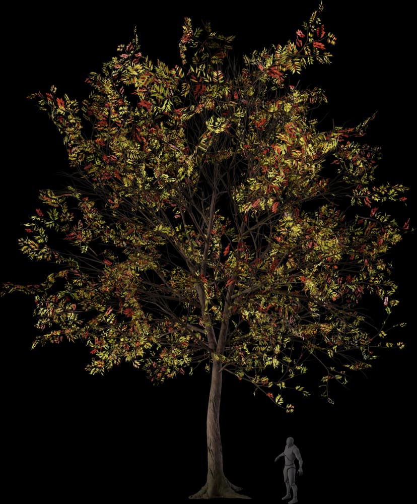 Green Ash Tree