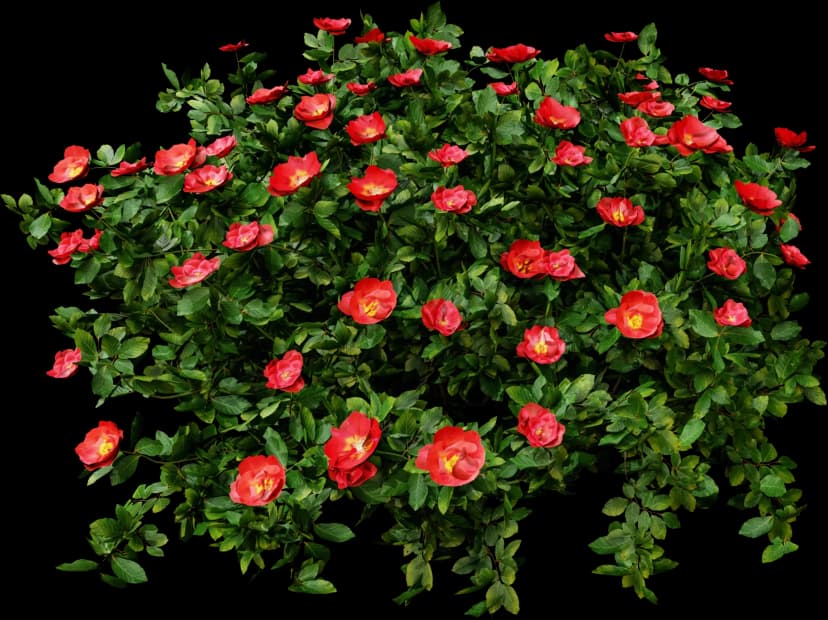 Camellia Japonica Bush