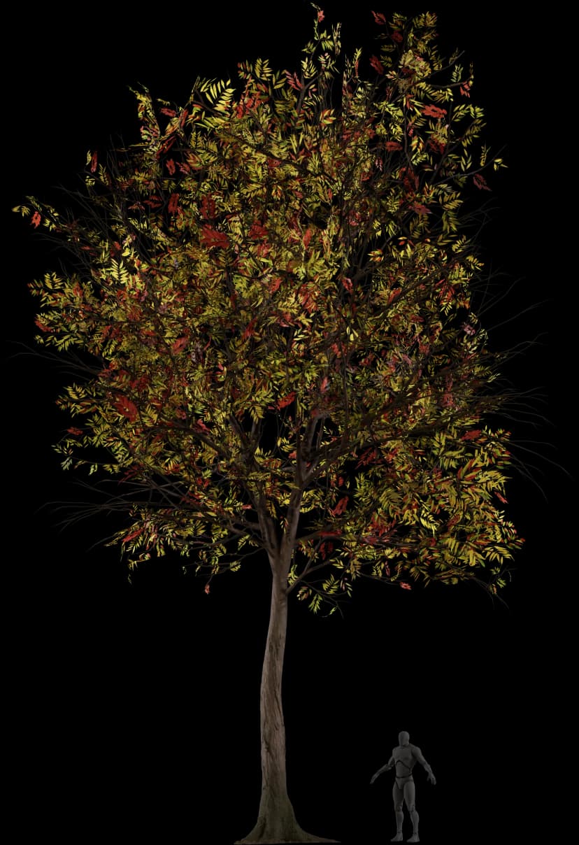 Green Ash Tree