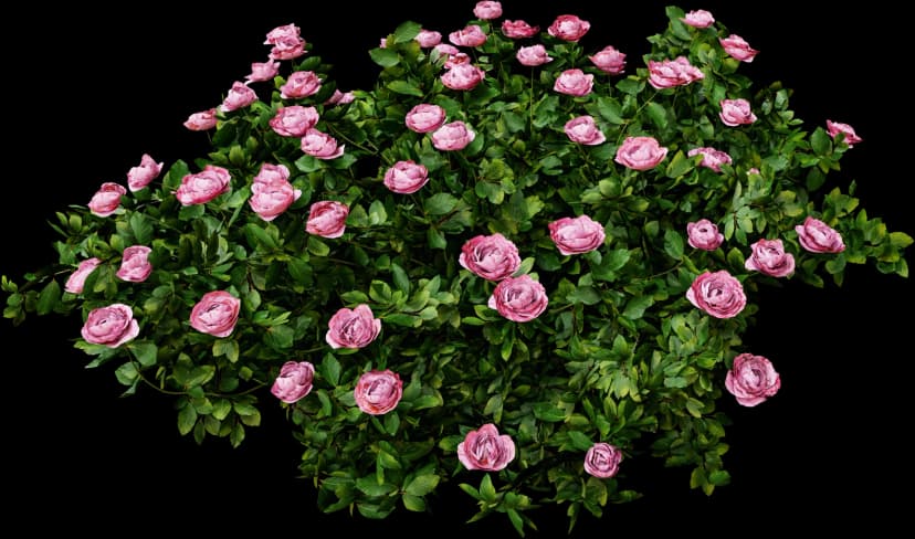 Pink Rose Bush
