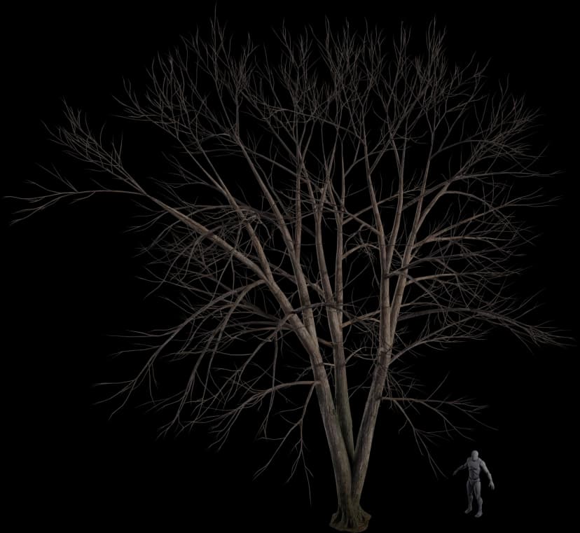 Sourwood Tree
