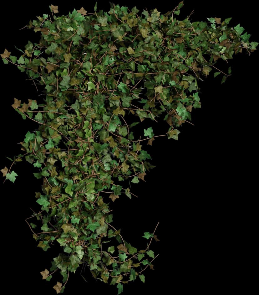 European Ivy - Hedera helix