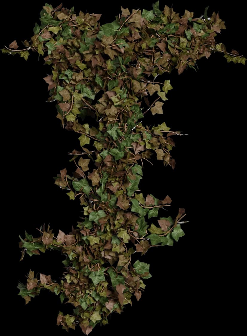 European Ivy - Hedera helix