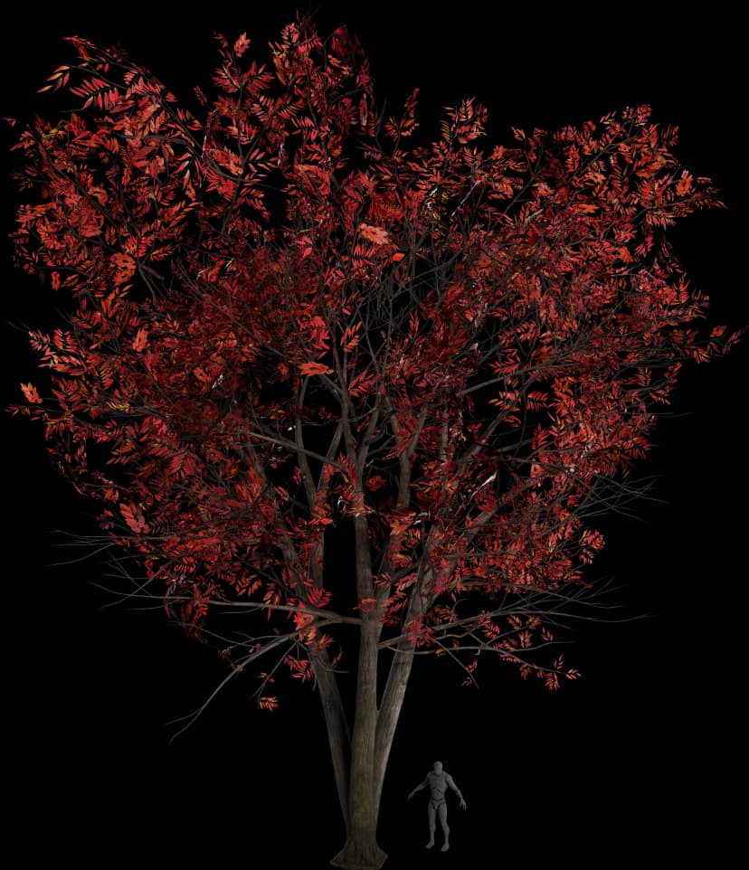 Sourwood Tree