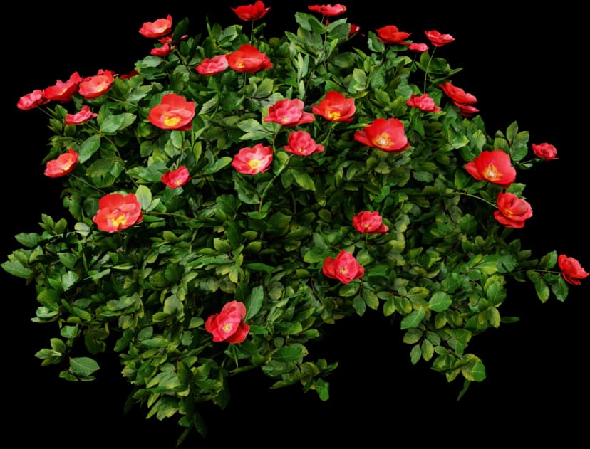 Camellia Japonica Bush