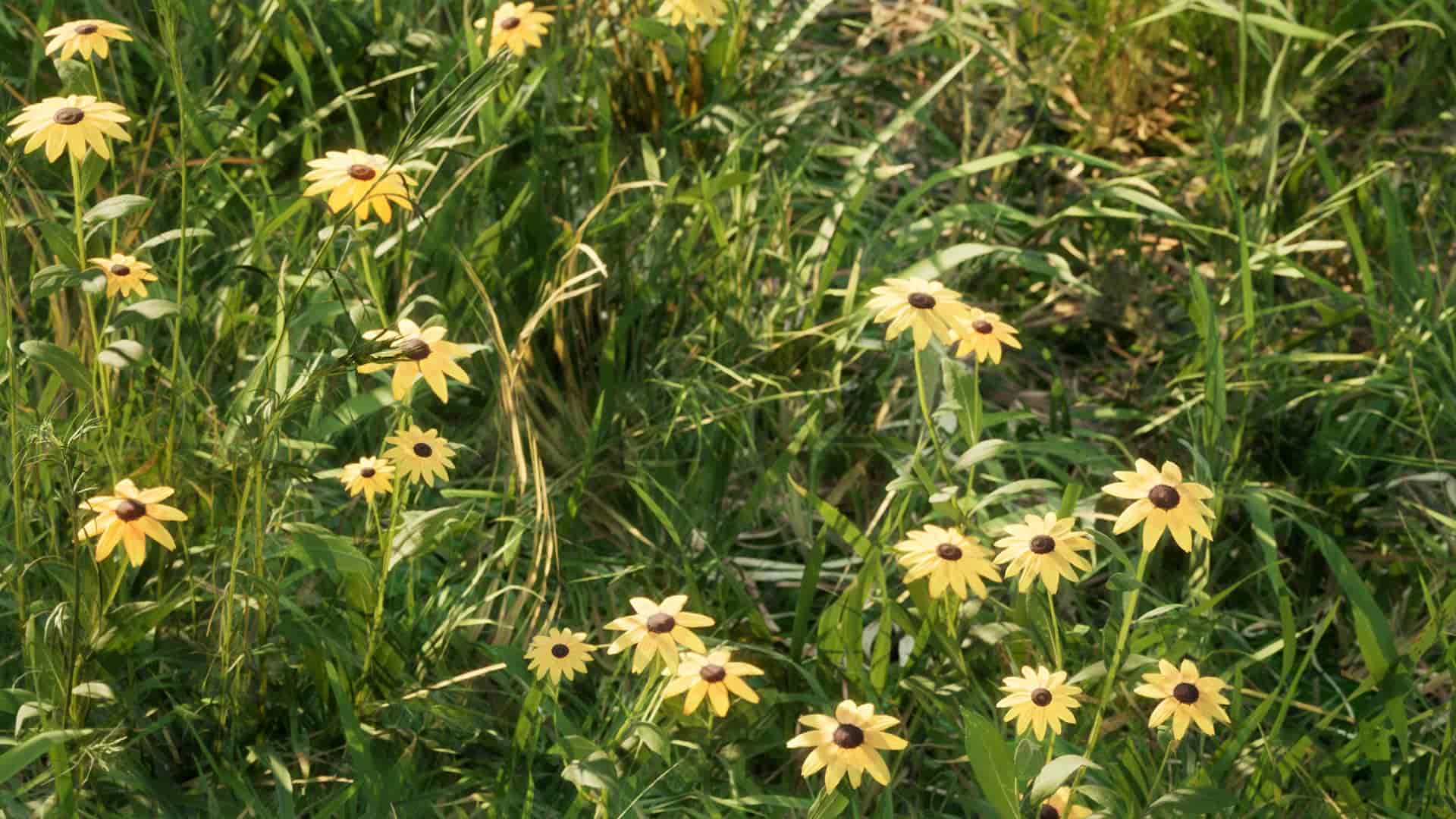 Image 14